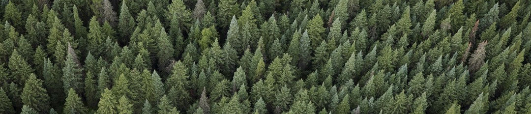 Regale aus Zirbenholz – Natürliches Wohnen mit Stil und Mehrwert